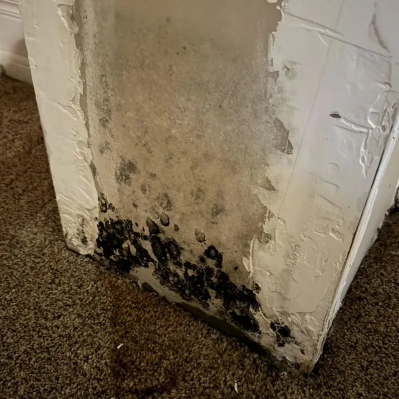 Professional Mold Removal in Rich County, UT